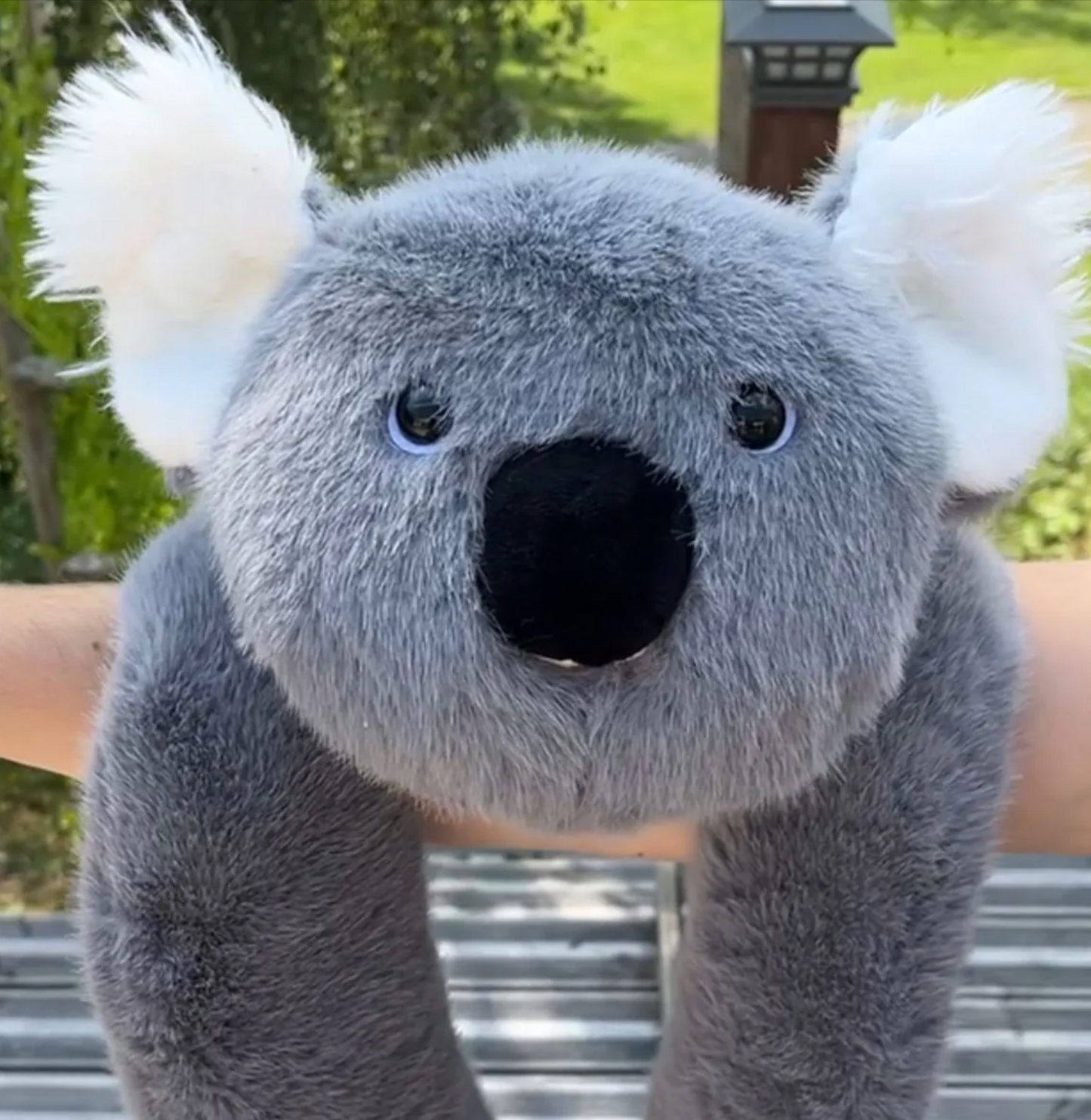 Koko el Koala │ EDICIÓN LIMITADA PREMIUM